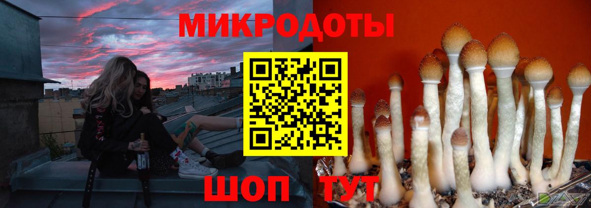 Псилоцибиновые грибы Psilocybe Шарыпово